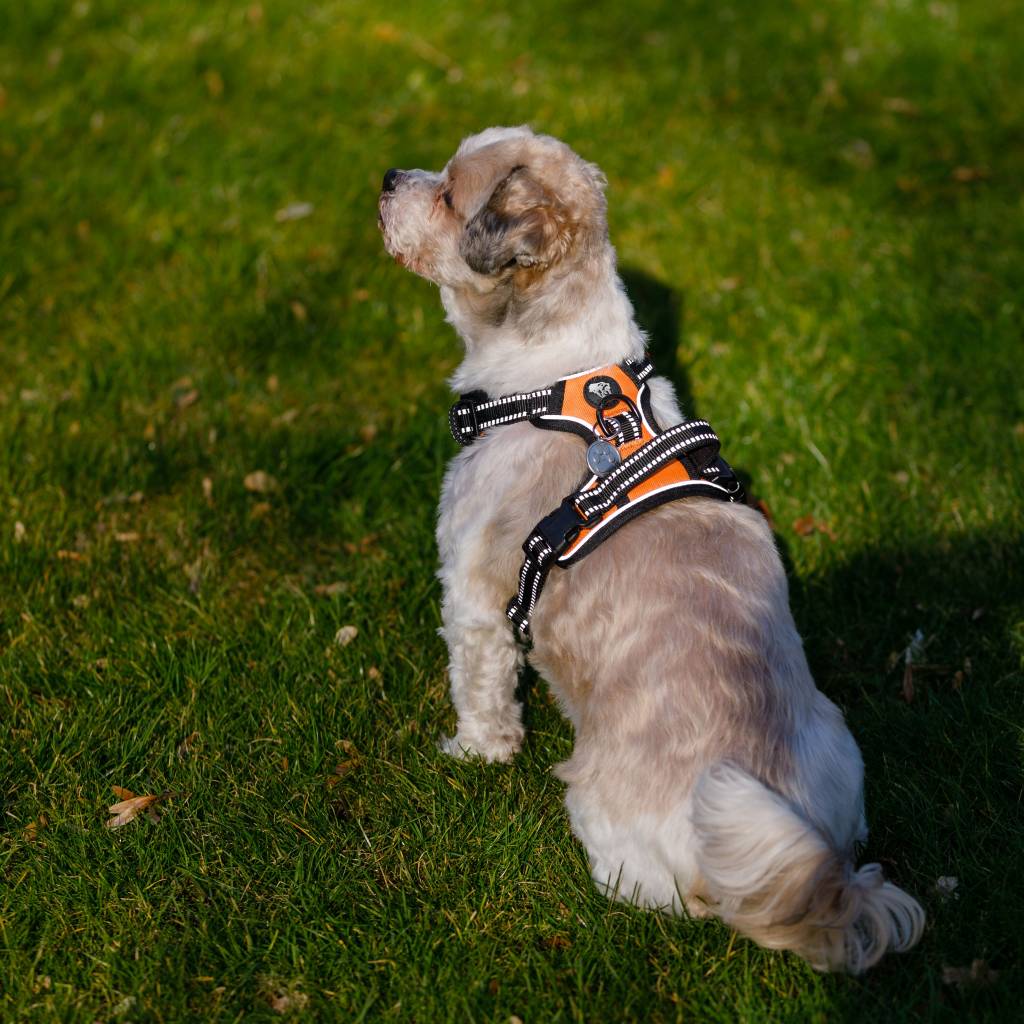 Frenkiez reflective Y tuig dog harness orange - Premium hondentuig > honden harnas from Frenkiez - Just €20! Shop now at Frenkiezdogshop