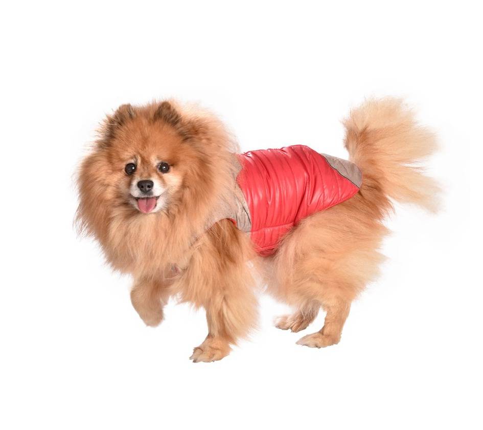 Bobby Winterjas Manteau Life Red - Premium Hondenkleding > hondenjas from Bobby - Just €20! Shop now at Frenkiezdogshop