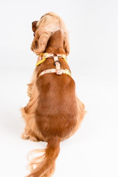 Big and Little Dogs Adjustable Dog Harness Mexicali ( X Large ) - Premium hondentuig > honden harnas from Big and Little Dogs - Just €10! Shop now at Frenkiezdogshop