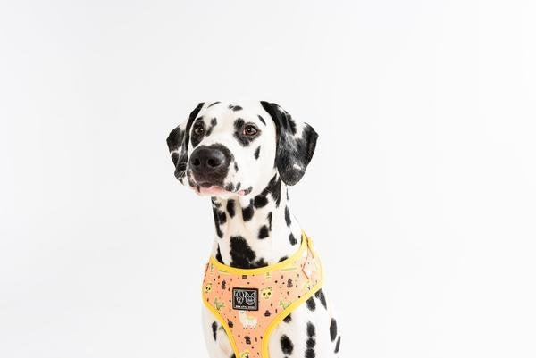 Big and Little Dogs Adjustable Dog Harness Mexicali ( X Large ) hondentuig > honden harnas > model A Large