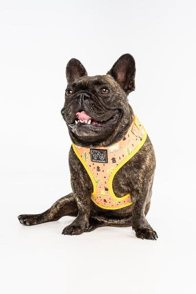 Big and Little Dogs Adjustable Dog Harness Mexicali ( X Large ) - Premium hondentuig > honden harnas from Big and Little Dogs - Just €10! Shop now at Frenkiezdogshop