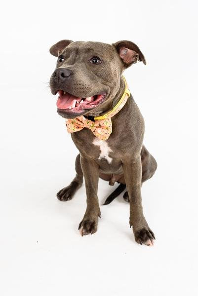 Big and Little Dogs halsband Mexicali ( Small & Medium ) - Premium halsband > hondenhalsband from Big and Little Dogs - Just €10! Shop now at Frenkiezdogshop