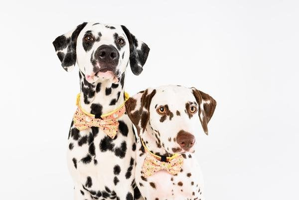 Big and Little Dogs halsband Mexicali ( Small & Medium ) - Premium halsband > hondenhalsband from Big and Little Dogs - Just €10! Shop now at Frenkiezdogshop