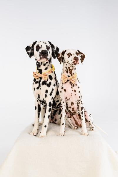 Big and Little Dogs halsband Mexicali ( Small & Medium ) - Premium halsband > hondenhalsband from Big and Little Dogs - Just €10! Shop now at Frenkiezdogshop