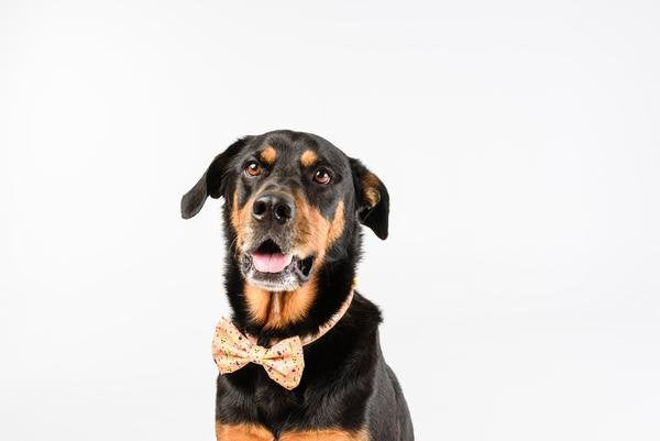 Big and Little Dogs halsband Mexicali ( Small & Medium ) - Premium halsband > hondenhalsband from Big and Little Dogs - Just €10! Shop now at Frenkiezdogshop