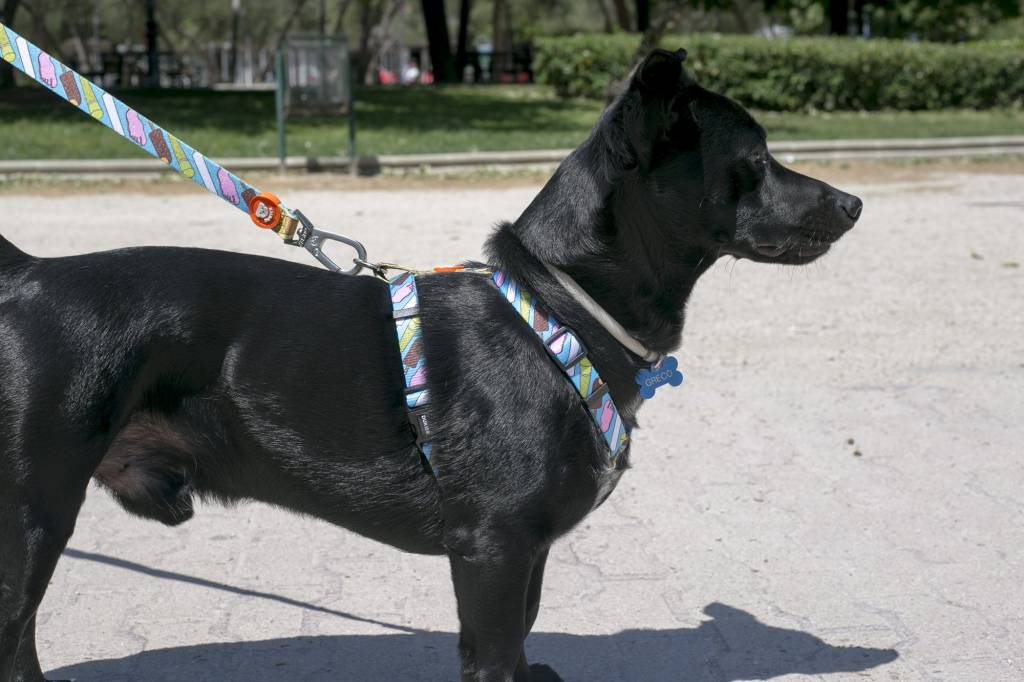 Dukier Classic Harness icecream - Premium hondentuig > honden harnas from Dukier - Just €10! Shop now at Frenkiezdogshop