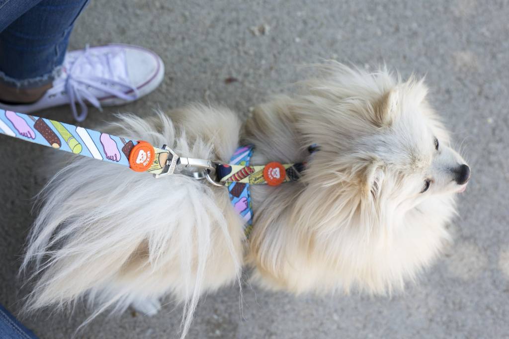 Dukier Classic Harness icecream - Premium hondentuig > honden harnas from Dukier - Just €10! Shop now at Frenkiezdogshop