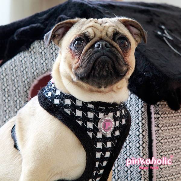 Pinkaholic Cosmo Harness black ( ALLEEN MAAT SMALL ) hondentuig > honden harnas > model A Small