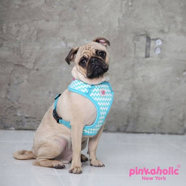 Pinkaholic Ziggy Harness Aqua - Premium hondentuig > honden harnas from Pinkaholic - Just €10! Shop now at Frenkiezdogshop