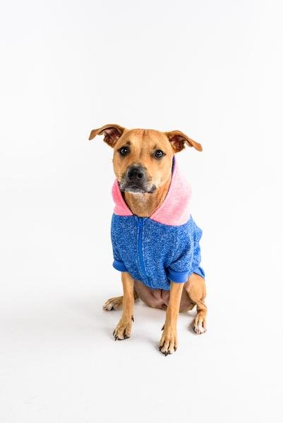 Big and Little Dogs hoody jumper Active Pup Neon Pink ( Large ) - Premium Hondenkleding > Hondentrui from Big and Little Dogs - Just €10! Shop now at Frenkiezdogshop