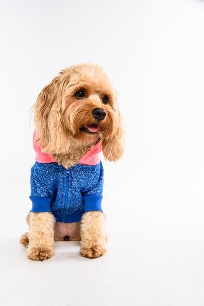 Big and Little Dogs hoody jumper Active Pup Neon Pink ( Large ) - Premium Hondenkleding > Hondentrui from Big and Little Dogs - Just €10! Shop now at Frenkiezdogshop
