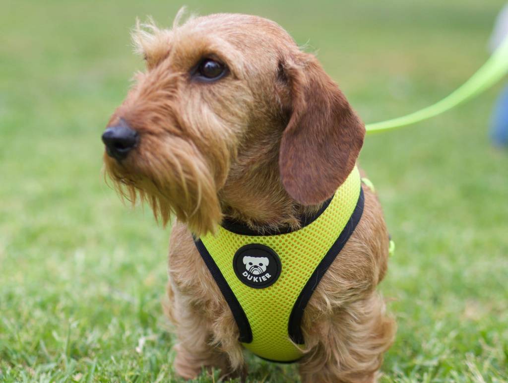 Dukier Reversible Harness Neon hondentuig > honden harnas > model A X - Small