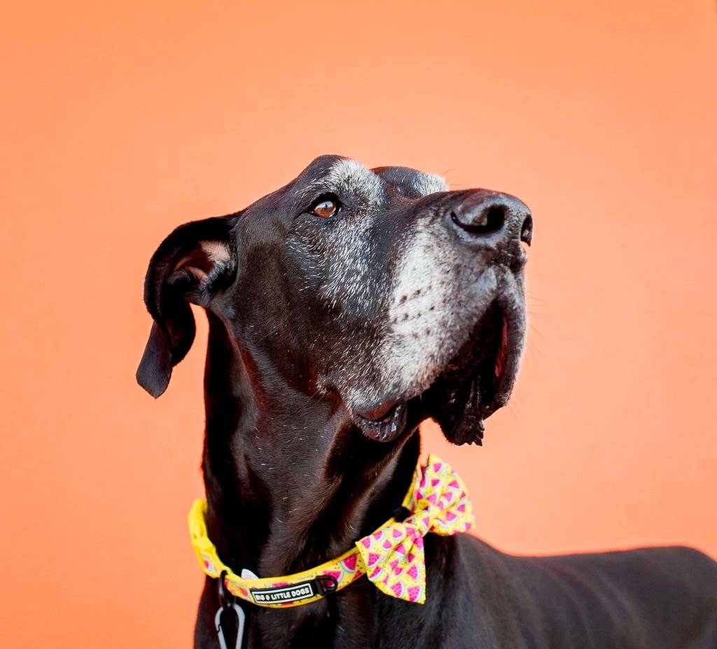 Big and Little Dogs Halsband One in a Melon halsband > hondenhalsband X - Small