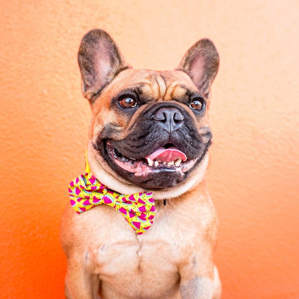 Big and Little Dogs Halsband One in a Melon - Premium halsband > hondenhalsband from Big and Little Dogs - Just €10! Shop now at Frenkiezdogshop