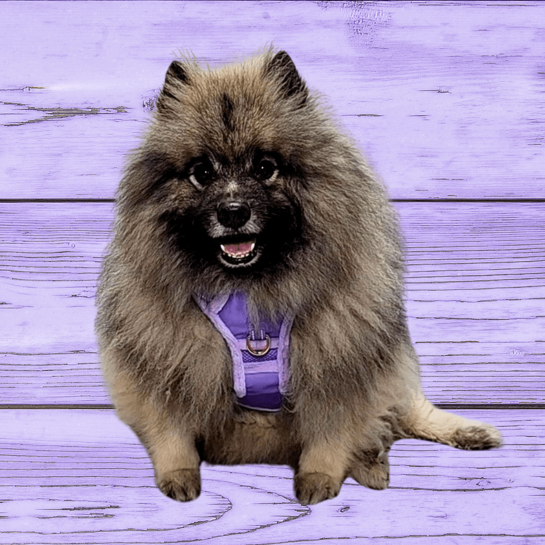 Frenkiez Teddy reflective Y tuig no pull dogharness Luxury Lila hondentuig > honden harnas > Y tuigen X - Small