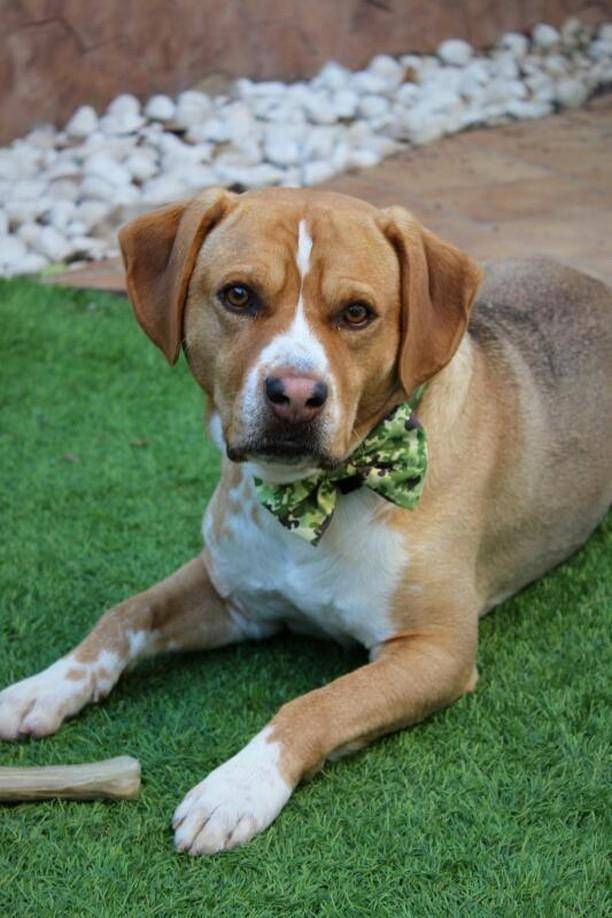 Dukier Strik camo - Premium Hondenstrik > strik from Dukier - Just €5! Shop now at Frenkiezdogshop