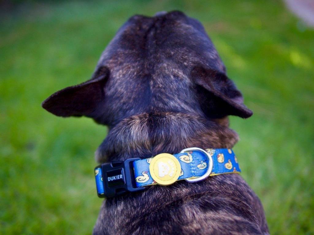 Dukier halsband ducks halsband > hondenhalsband X - Small