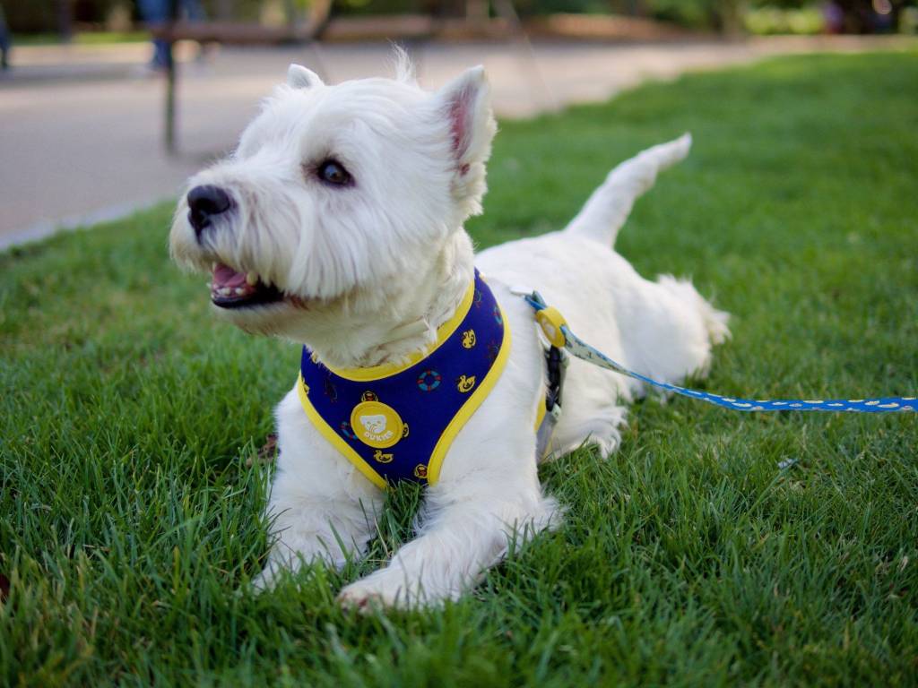 Dukier Reversible Harness ducks - Premium hondentuig > honden harnas from Dukier - Just €10! Shop now at Frenkiezdogshop