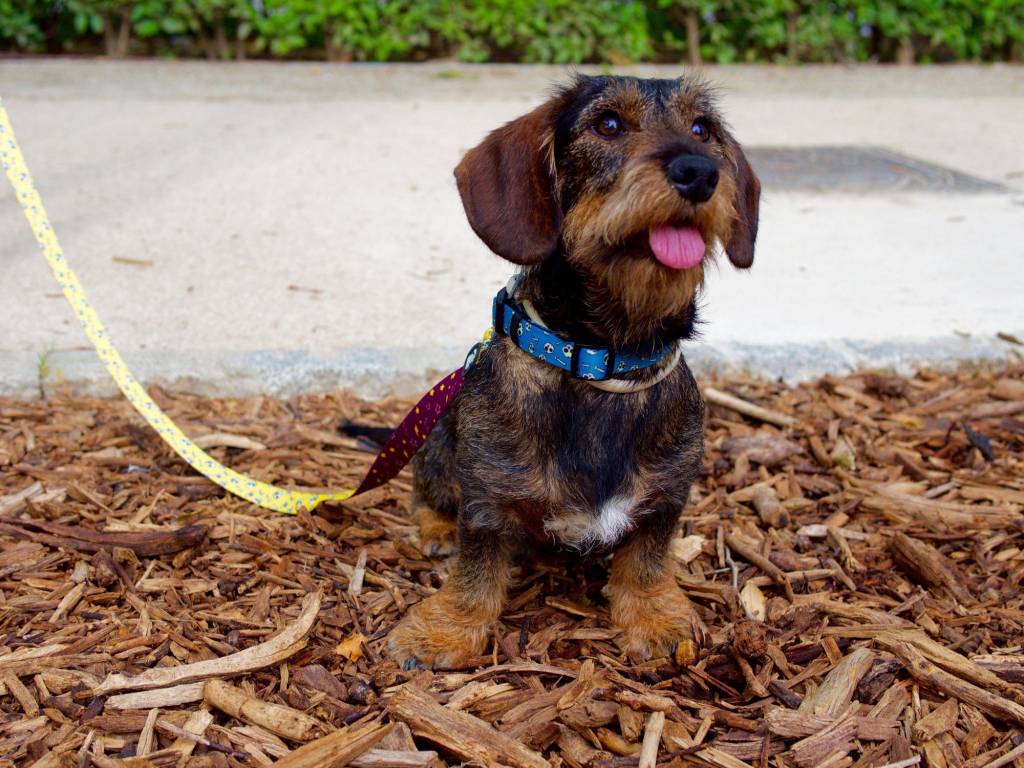 Dukier halsband collar Skulls halsband > hondenhalsband X - Small