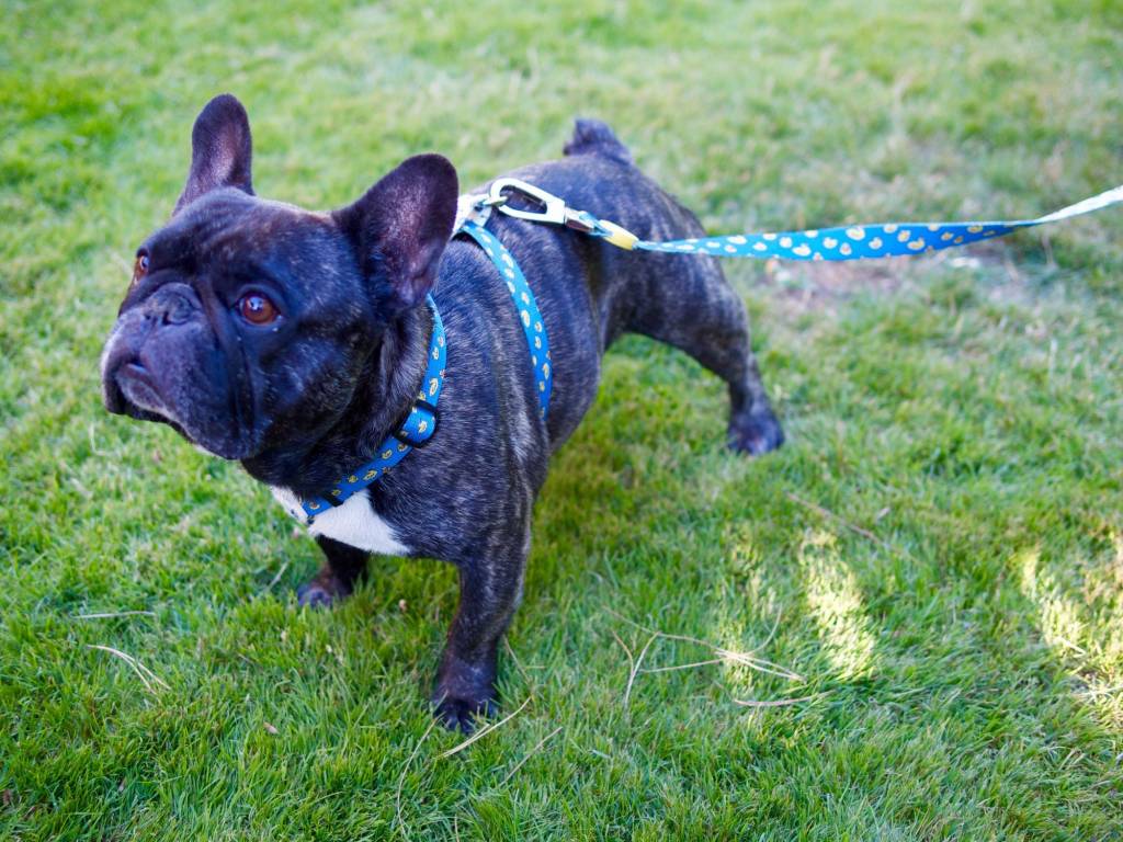 Dukier Classic Harness ducks hondentuig > honden harnas > overige modellen Medium