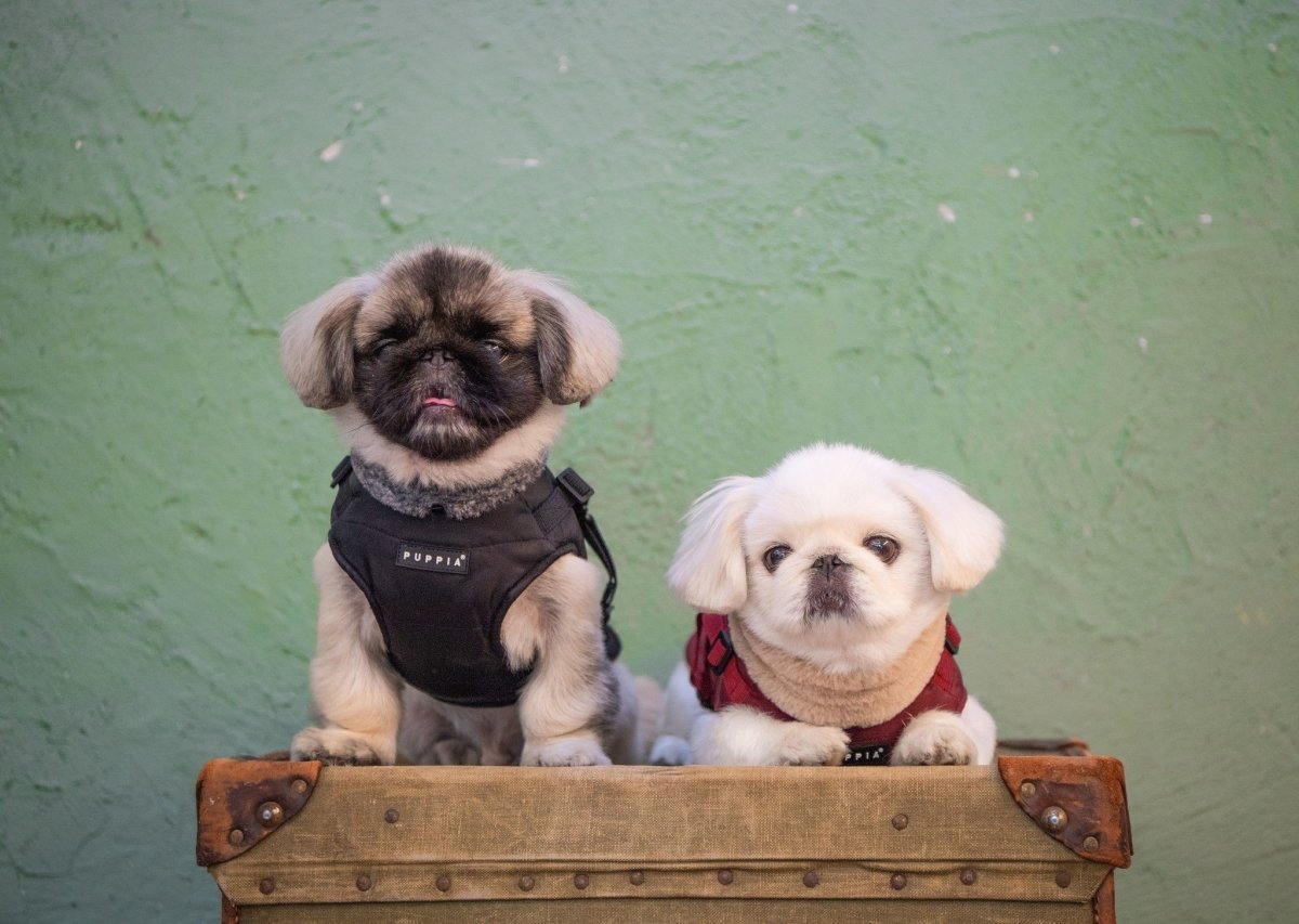 Puppia Donavan Jacket Harness Black Hondenkleding > hondenjas Small