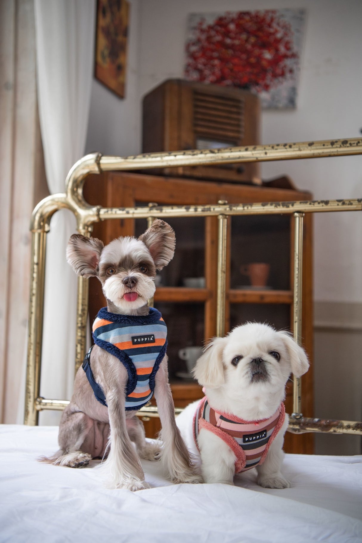 Puppia Bryson Harness Model A Navy hondentuig > honden harnas > model A Small