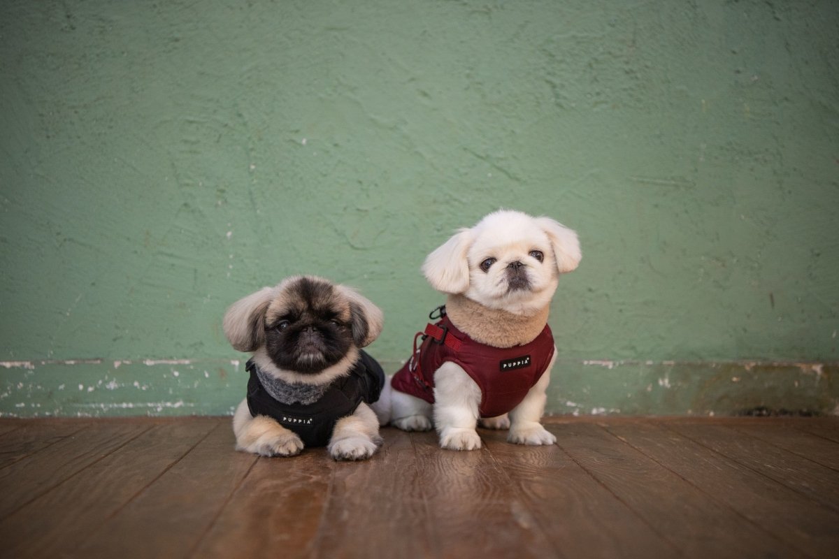 Puppia Donavan Jacket Harness Black Hondenkleding > hondenjas Small