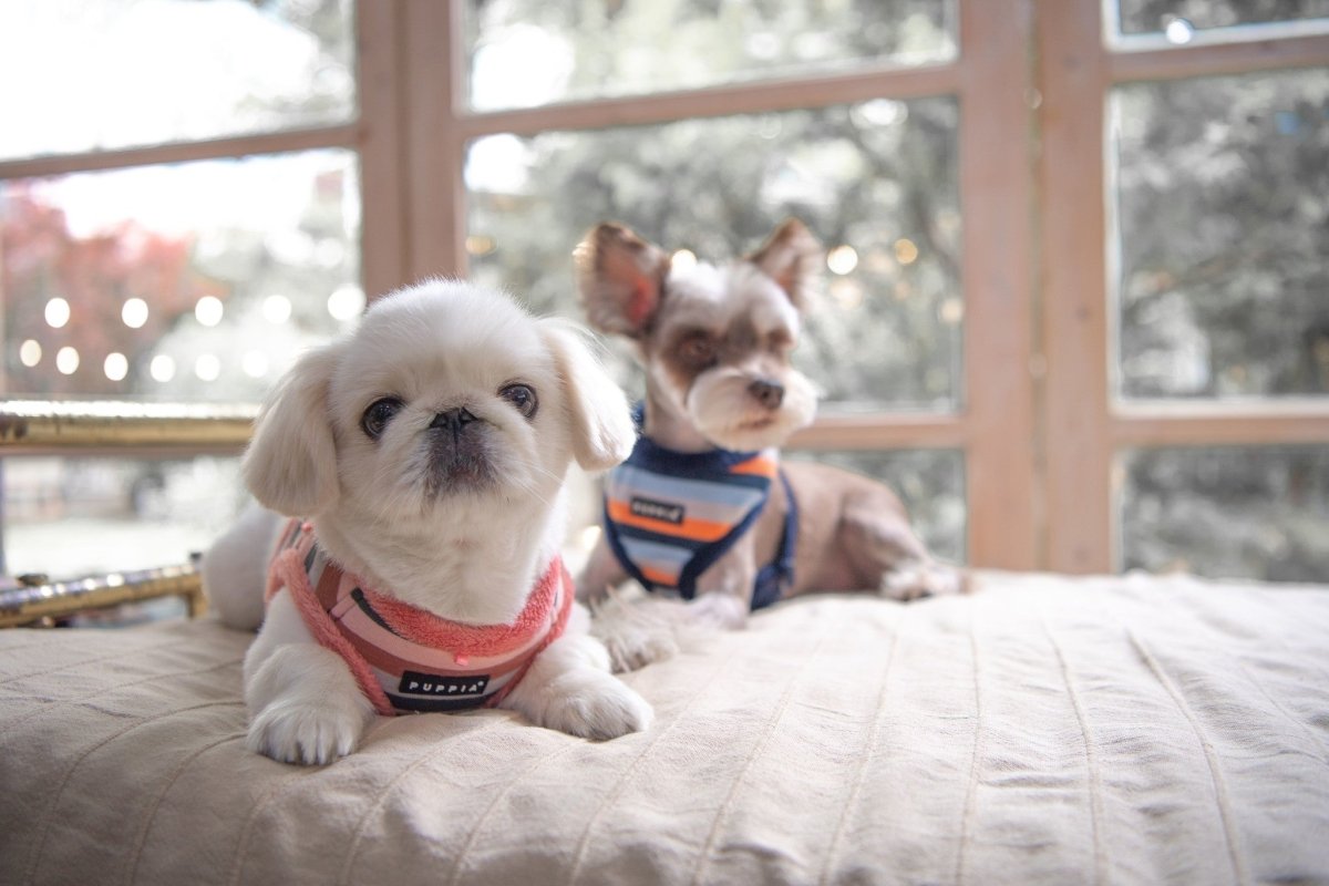 Puppia Bryson Harness Model A Indian Pink hondentuig > honden harnas > model A Small