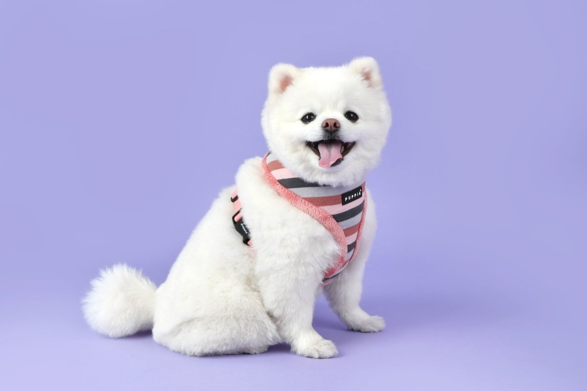 Puppia Bryson Harness Model A Indian Pink hondentuig > honden harnas > model A Small