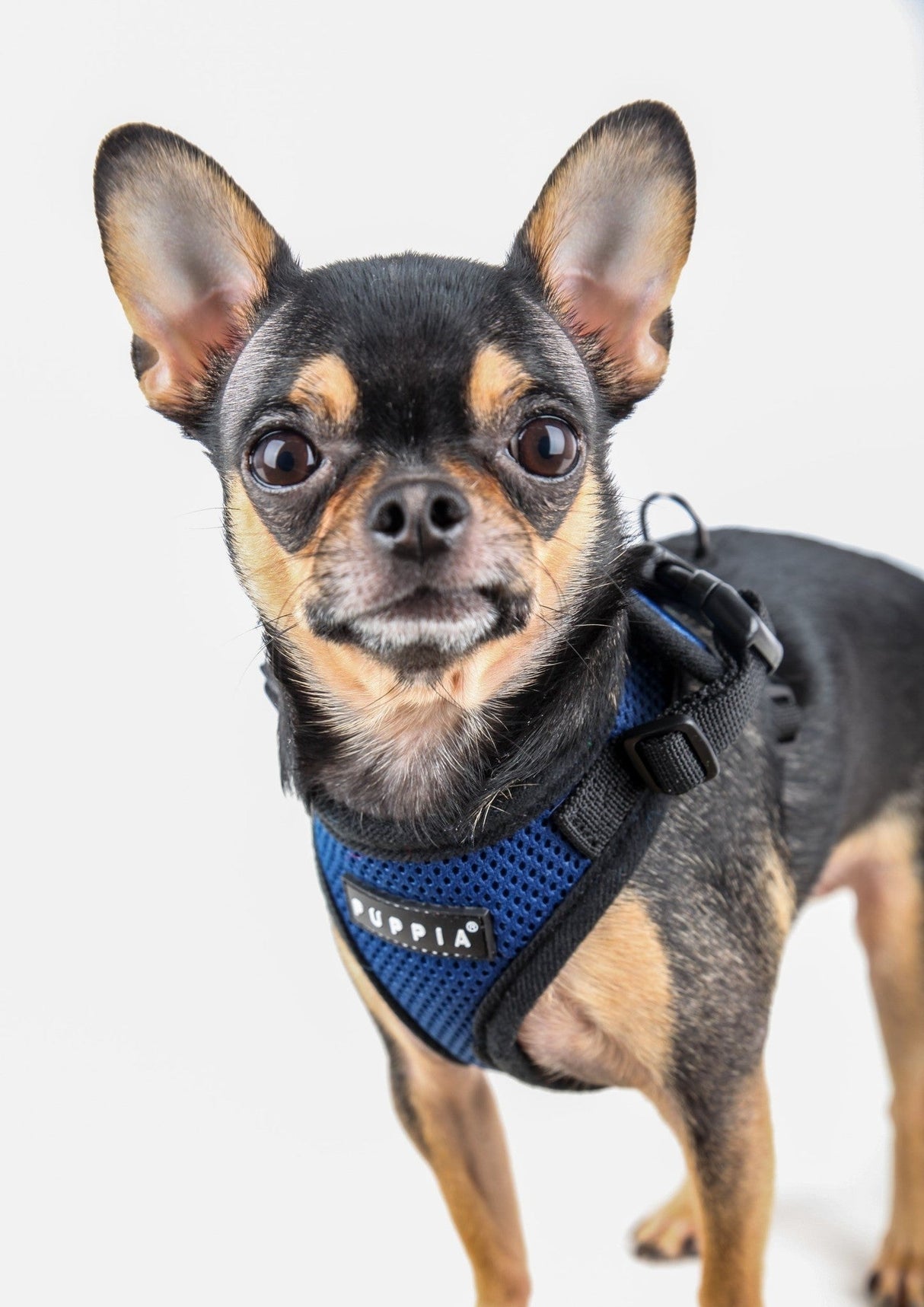 Puppia Soft Harness Ritefit Royal Blue hondentuig > honden harnas > model A Small