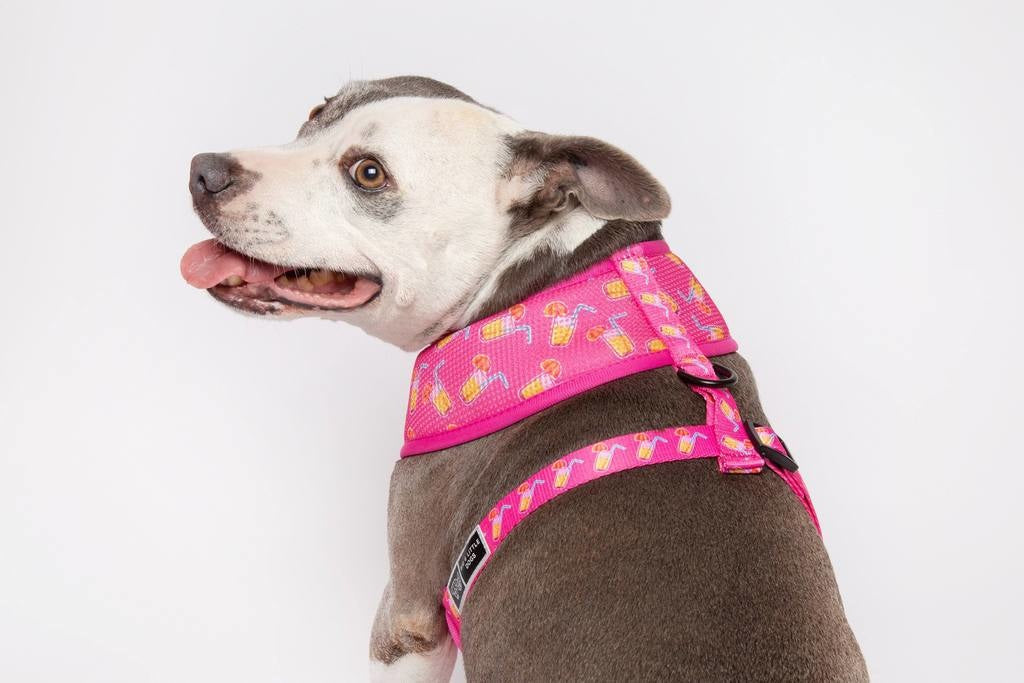 Big & Little Dogs Classic Harness Pawty Punch - Premium hondentuig > honden harnas from Big and Little Dogs - Just €10! Shop now at Frenkiezdogshop