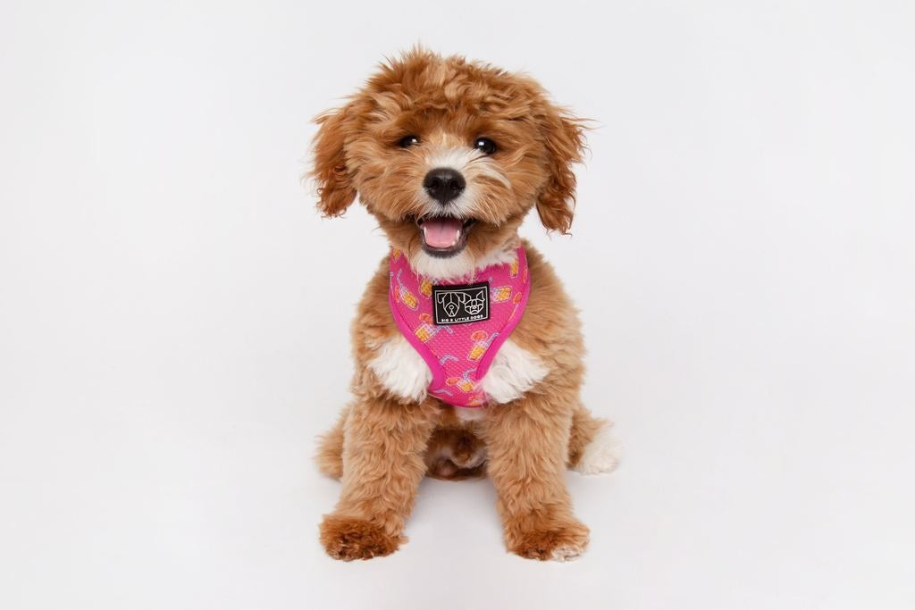 Big & Little Dogs Classic Harness Pawty Punch - Premium hondentuig > honden harnas from Big and Little Dogs - Just €10! Shop now at Frenkiezdogshop