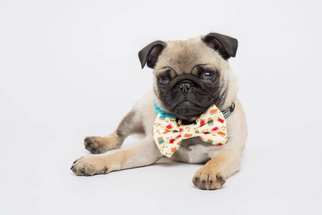 Big and Little Dogs Halsband Peanut Butter Jelly Time ( XSMALL ) halsband > hondenhalsband X - Small