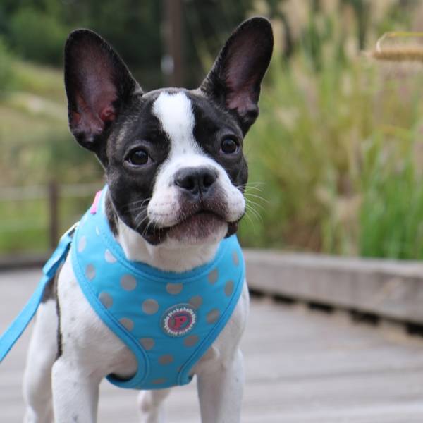 Pinkaholic Chic Harness Blue - Premium hondentuig > honden harnas from Pinkaholic - Just €20! Shop now at Frenkiezdogshop