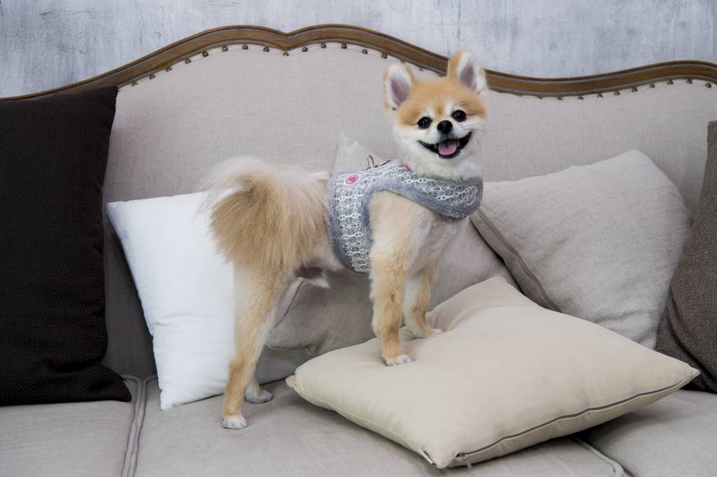 Pinkaholic Margaux Pinka Harness Grey ( small ) - Premium hondentuig > honden harnas from Pinkaholic - Just €20! Shop now at Frenkiezdogshop