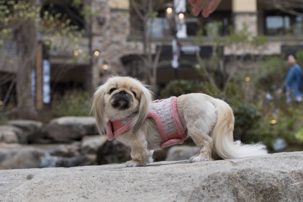 Pinkaholic Margaux Pinka Harness Indian Pink - Premium hondentuig > honden harnas from Pinkaholic - Just €20! Shop now at Frenkiezdogshop