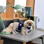 Pinkaholic Niki Pinka Harness Navy - Premium hondentuig > honden harnas from Pinkaholic - Just €20! Shop now at Frenkiezdogshop