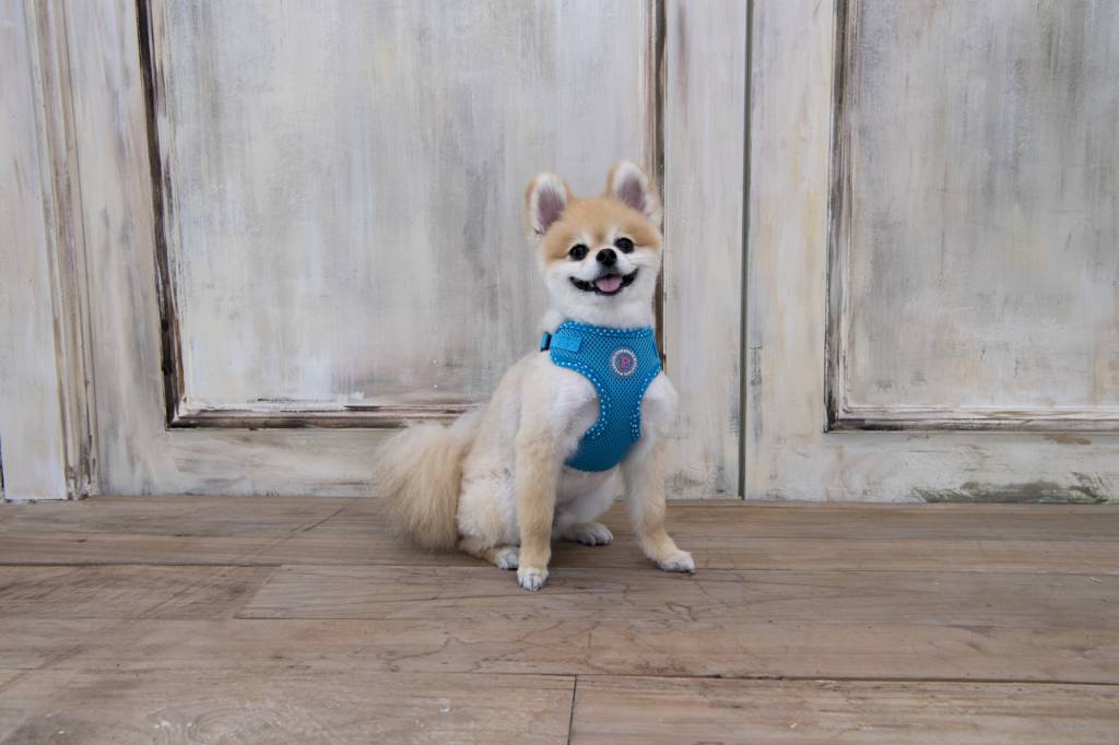Pinkaholic Niki Harness model C Skyblue hondentuig > honden harnas > model C Small