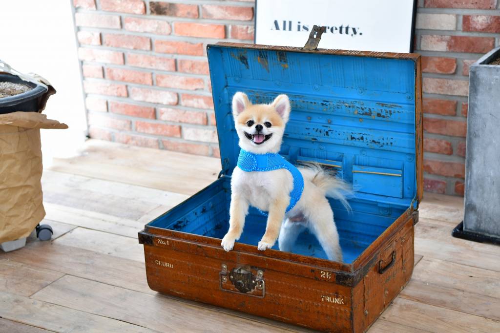 Pinkaholic Niki Pinka Harness Skyblue - Premium hondentuig > honden harnas from Pinkaholic - Just €20! Shop now at Frenkiezdogshop