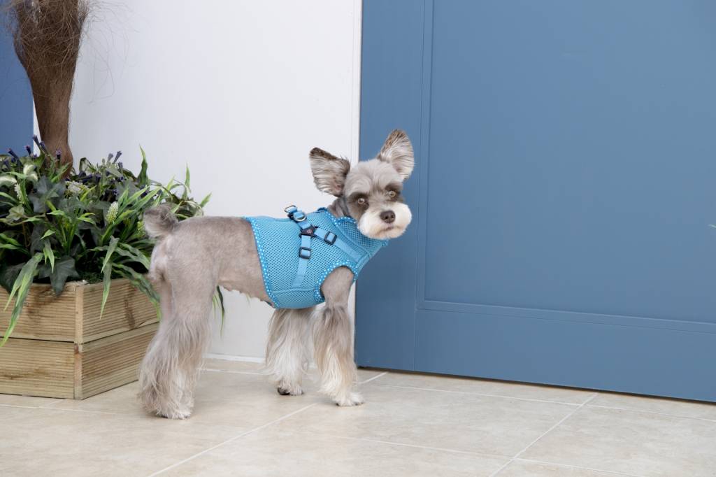 Pinkaholic Niki V Harness Skyblue hondentuig > honden harnas > overige modellen Small