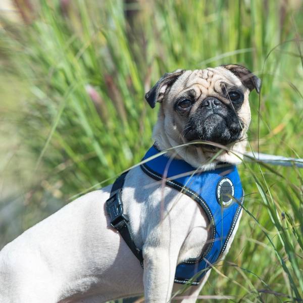 Puppia Trek Harness model A Royal Blue hondentuig > honden harnas > model A Small