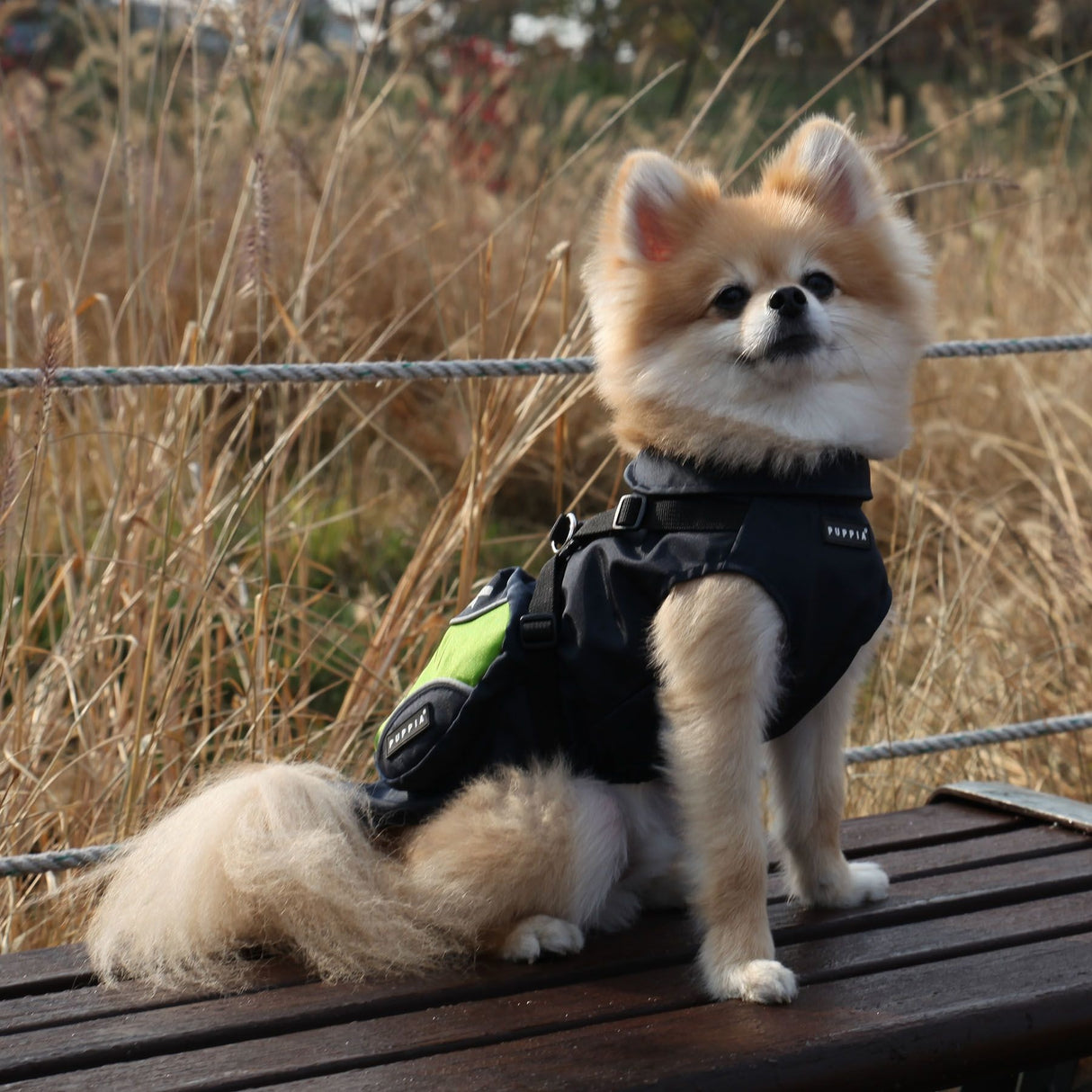 Puppia Teton Harness Jacket Navy - Premium Hondenkleding > hondenjas from Puppia - Just €39.99! Shop now at Frenkiezdogshop