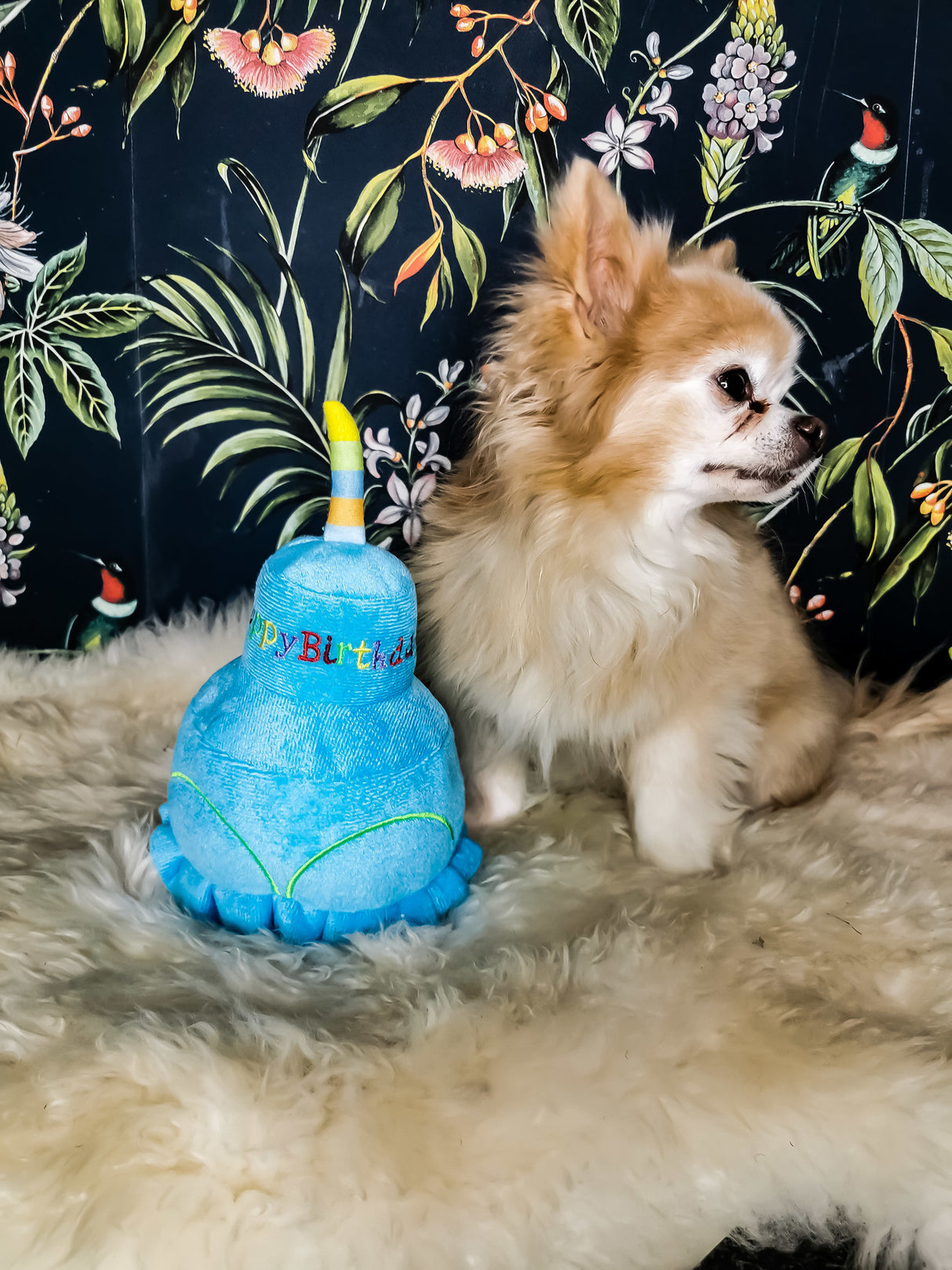 Frenkiez Partyz Cake Blue - Premium Hondenspeeltje > Hondenspeelgoed from Frenkiez - Just €9.99! Shop now at Frenkiezdogshop