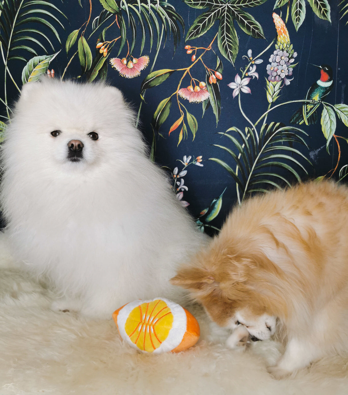 Frenkiez Fruitz Orange - Premium Hondenspeeltje > Hondenspeelgoed from Frenkiez - Just €5! Shop now at Frenkiezdogshop