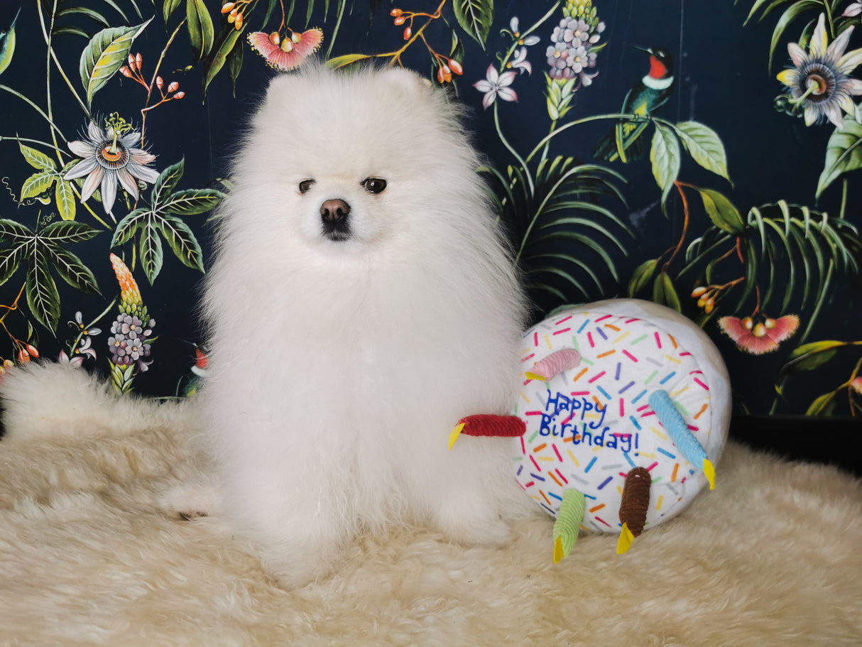 Frenkiez Partyz Cake White - Premium Hondenspeeltje > Hondenspeelgoed from Frenkiez - Just €11.99! Shop now at Frenkiezdogshop