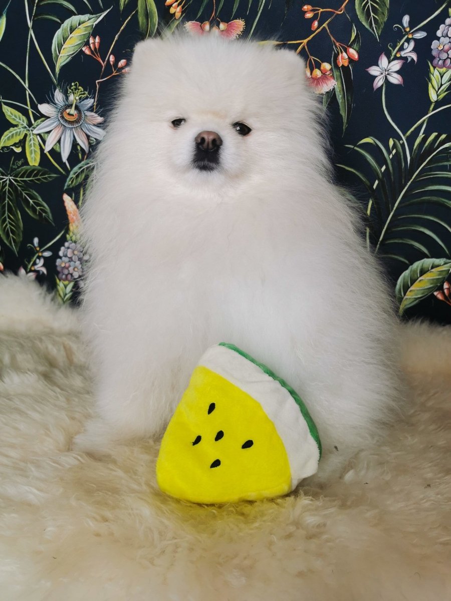 Frenkiez Fruitz Melon Hondenspeeltje > Hondenspeelgoed Standaard/One Size