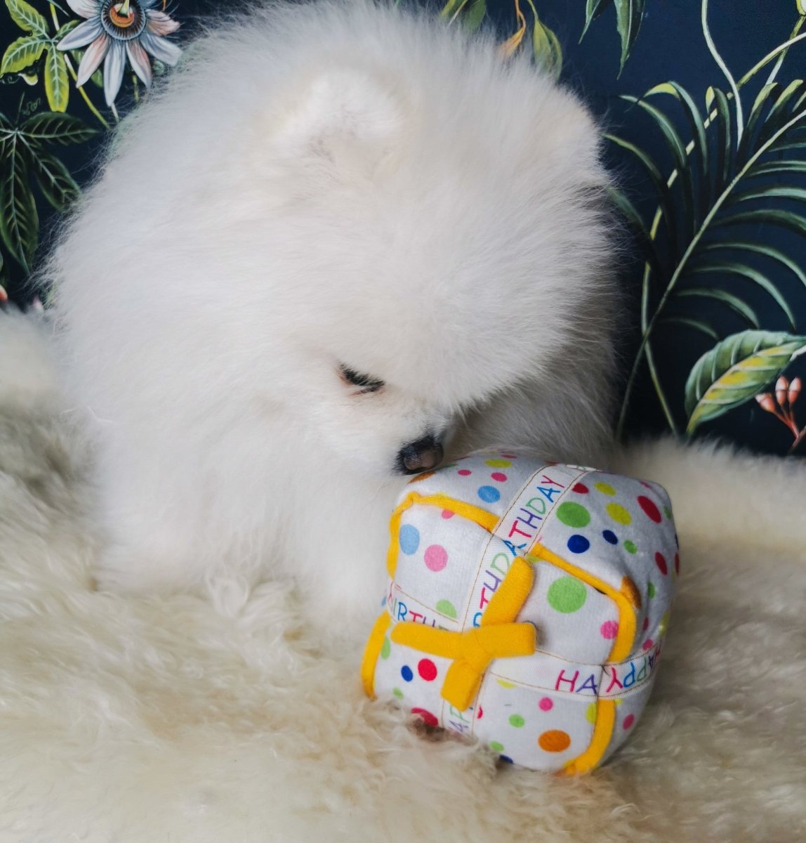 Frenkiez Partyz Present Hondenspeeltje > Hondenspeelgoed Standaard/One Size