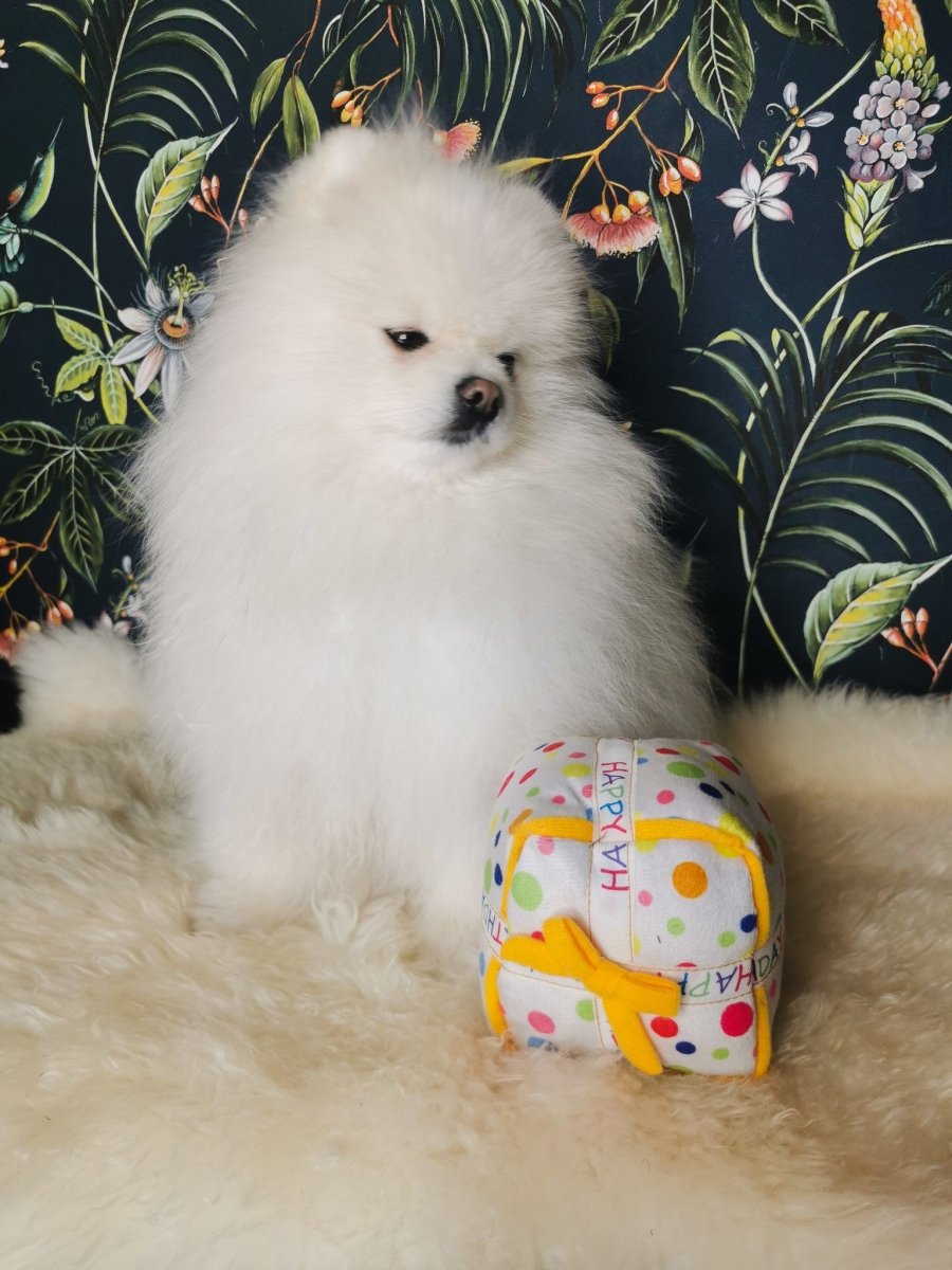 Frenkiez Partyz Present Hondenspeeltje > Hondenspeelgoed Standaard/One Size