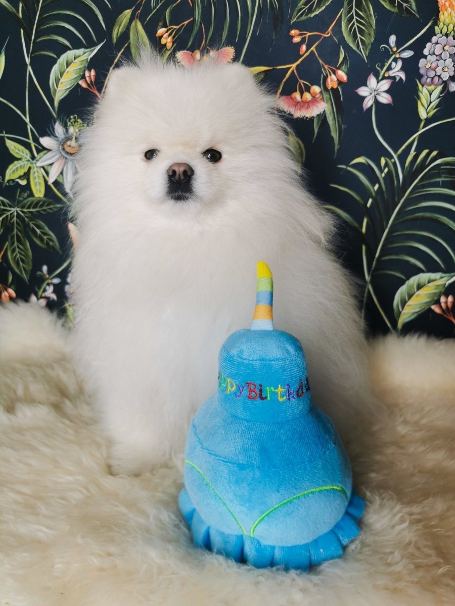 Frenkiez Partyz Cake Blue Hondenspeeltje > Hondenspeelgoed Standaard/One Size