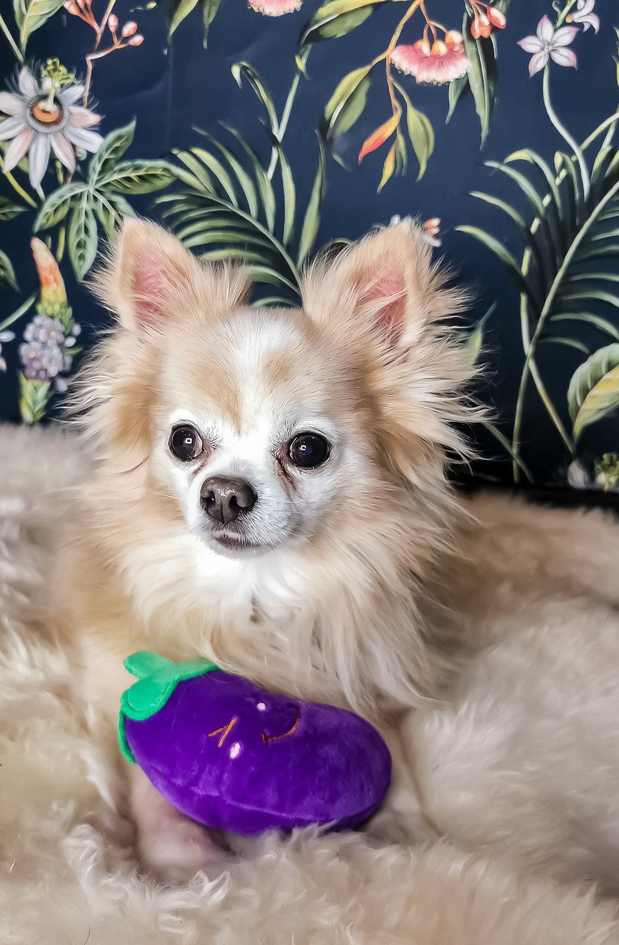 Frenkiez Veggiez Eggplant - Premium Hondenspeeltje > Hondenspeelgoed from Frenkiez - Just €6.99! Shop now at Frenkiezdogshop